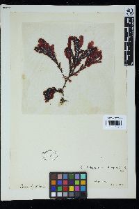 Botryoglossum platycarpum image