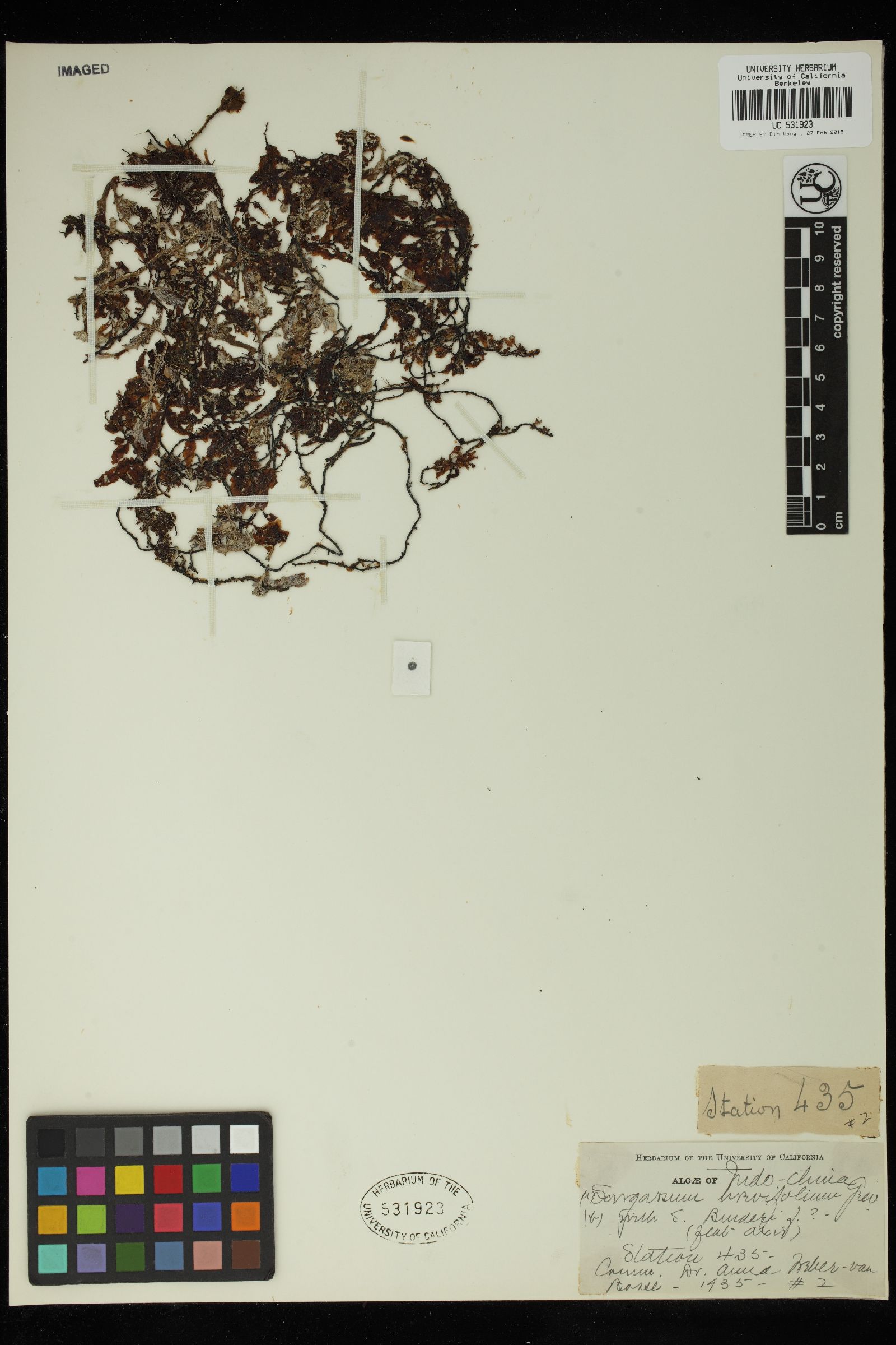 Sargassum brevifolium image