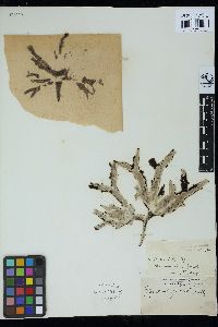 Gigartina decipiens image