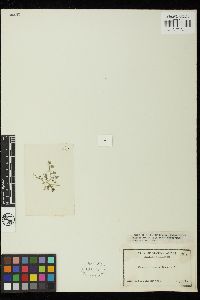Caulerpa okamurae image