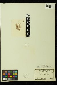 Pleonosporium borreri image