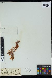 Gigartina angulata image