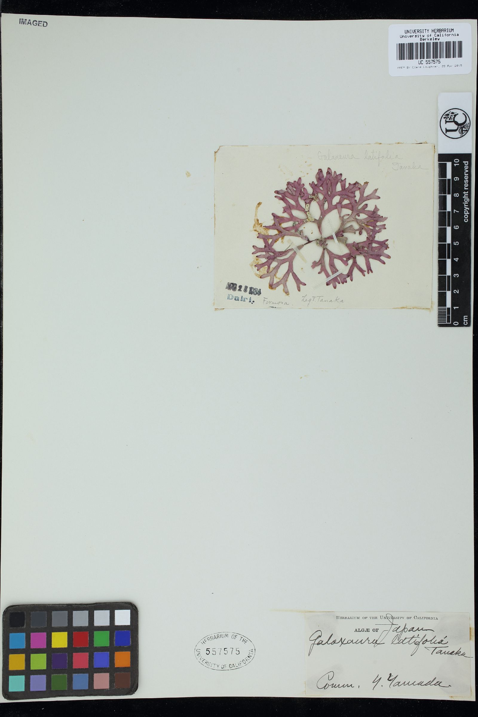 Galaxaura latifolia image