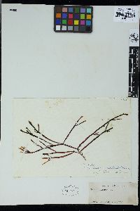 Champia lumbricalis image