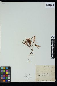 Ahnfeltiopsis complicata image