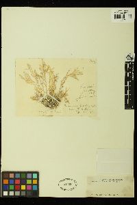 Laurencia flexuosa image