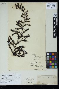 Sargassum incisifolium image