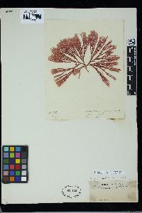 Scinaia capensis image