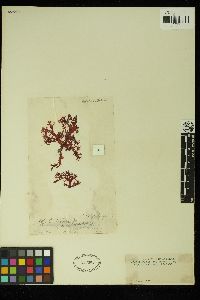 Callophyllis decumbens image