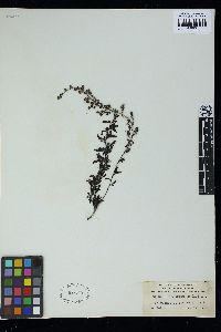 Sargassum lendigerum image