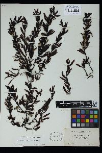 Sargassum echinocarpum image