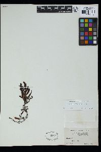 Sargassum echinocarpum image