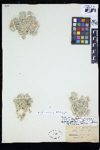 Cladophoropsis vaucheriiformis image