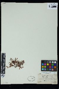 Gracilaria vieillardii image