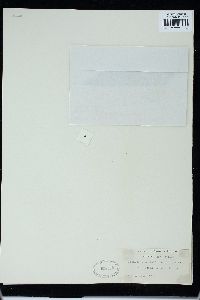 Trentepohlia jolithus image