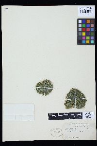 Cladophora herpestica image