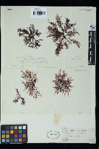 Pachymenia laciniata image