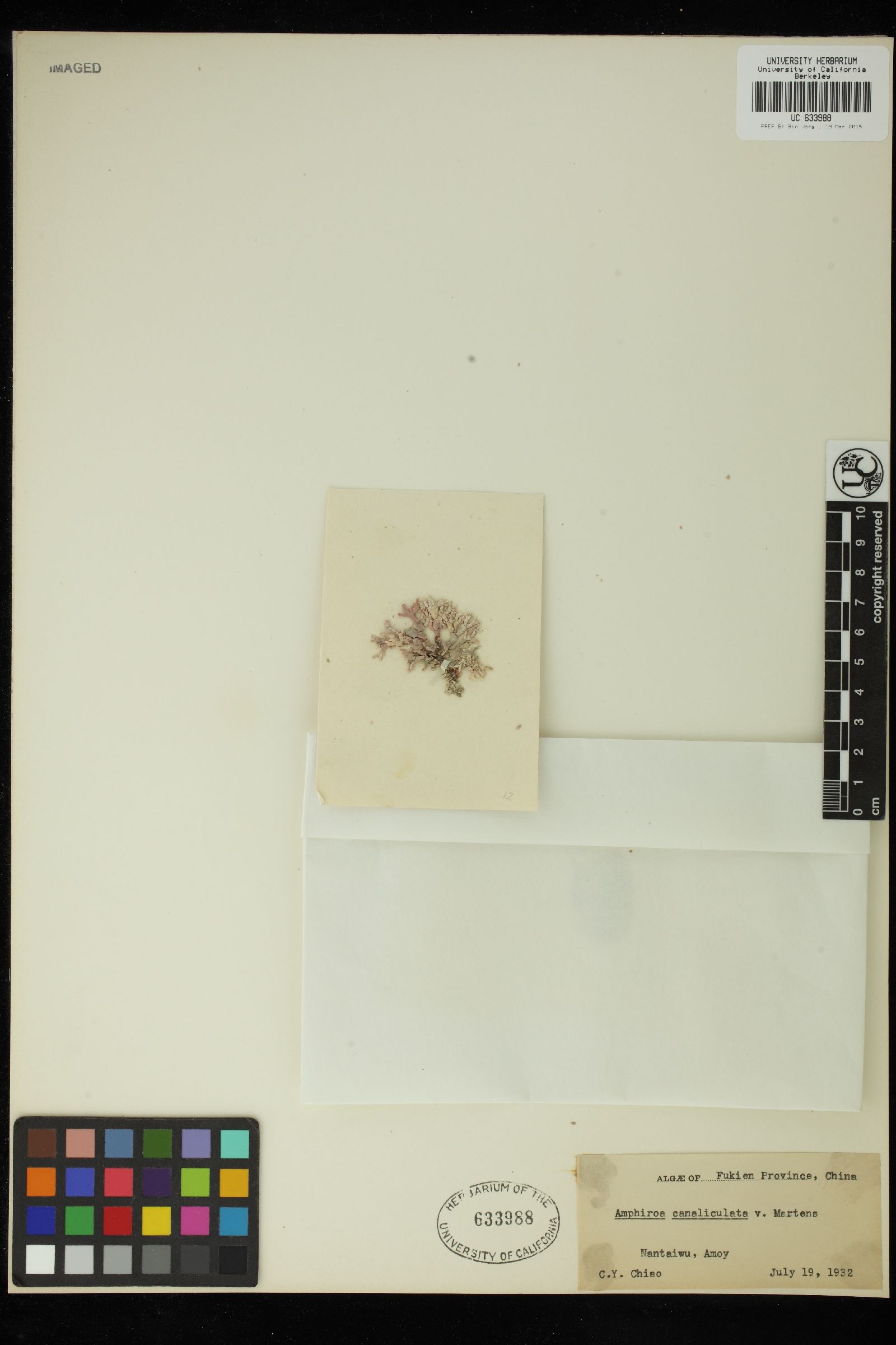 Amphiroa canaliculata image