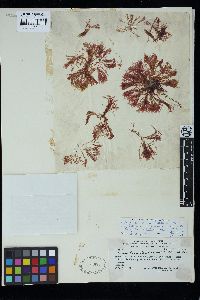 Griffithsia antarctica image