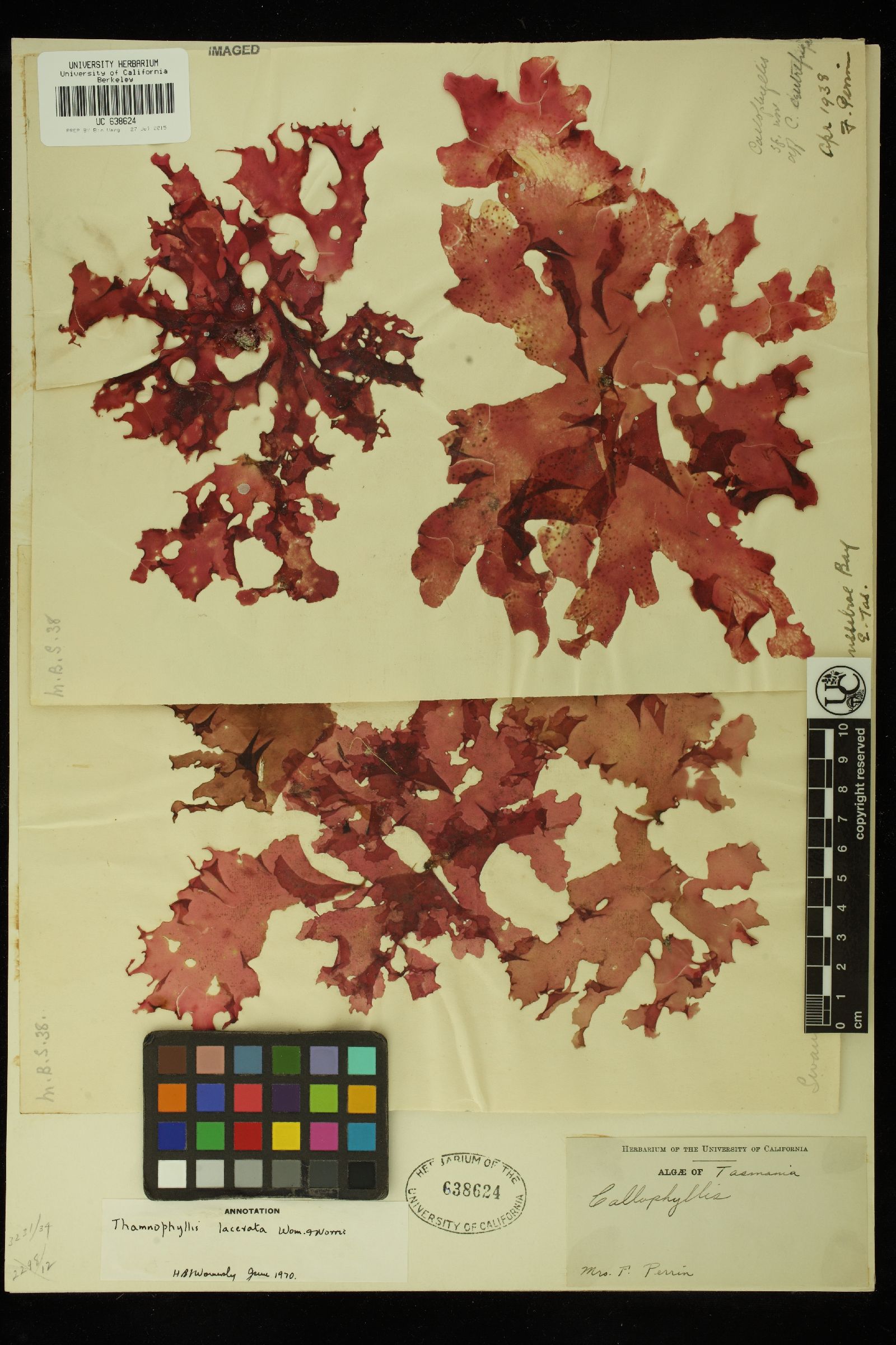 Thamnophyllis lacerata image