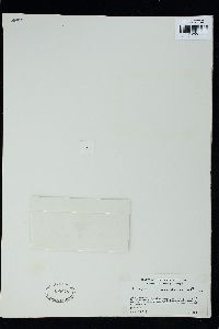 Pterocladiella caerulescens image
