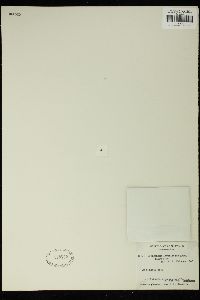 Oedogonium lageniforme image