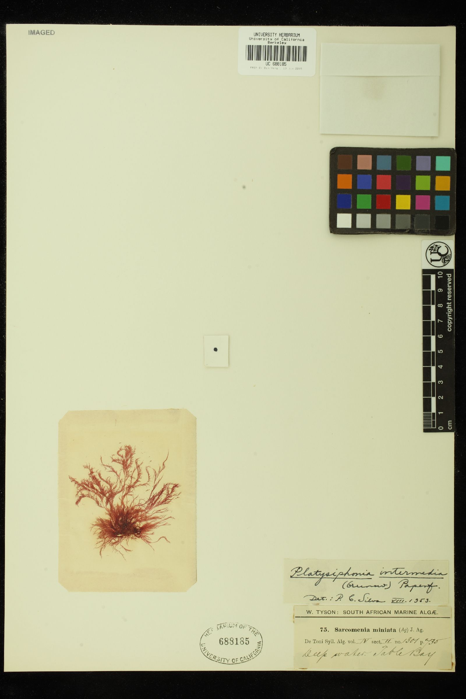 Platysiphonia intermedia image