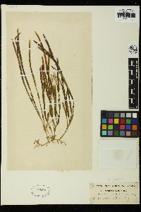 Caulerpa filiformis image