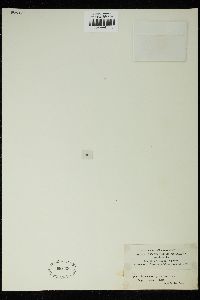 Tetmemorus granulatus image
