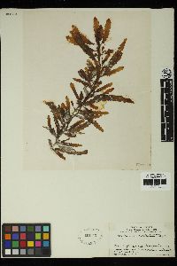 Sargassum ecuadoreanum image