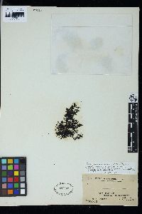 Catenella impudica image