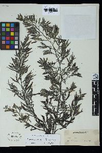 Sargassum swartzii image