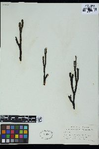 Herponema maculaeforme image