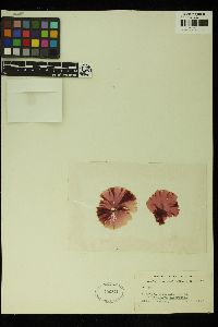 Pyrophyllon subtumens image