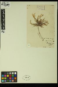 Hirsutithallia laricina image