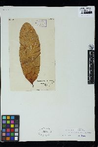 Lenormandia latifolia image