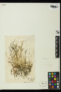 Caulerpa remotifolia image