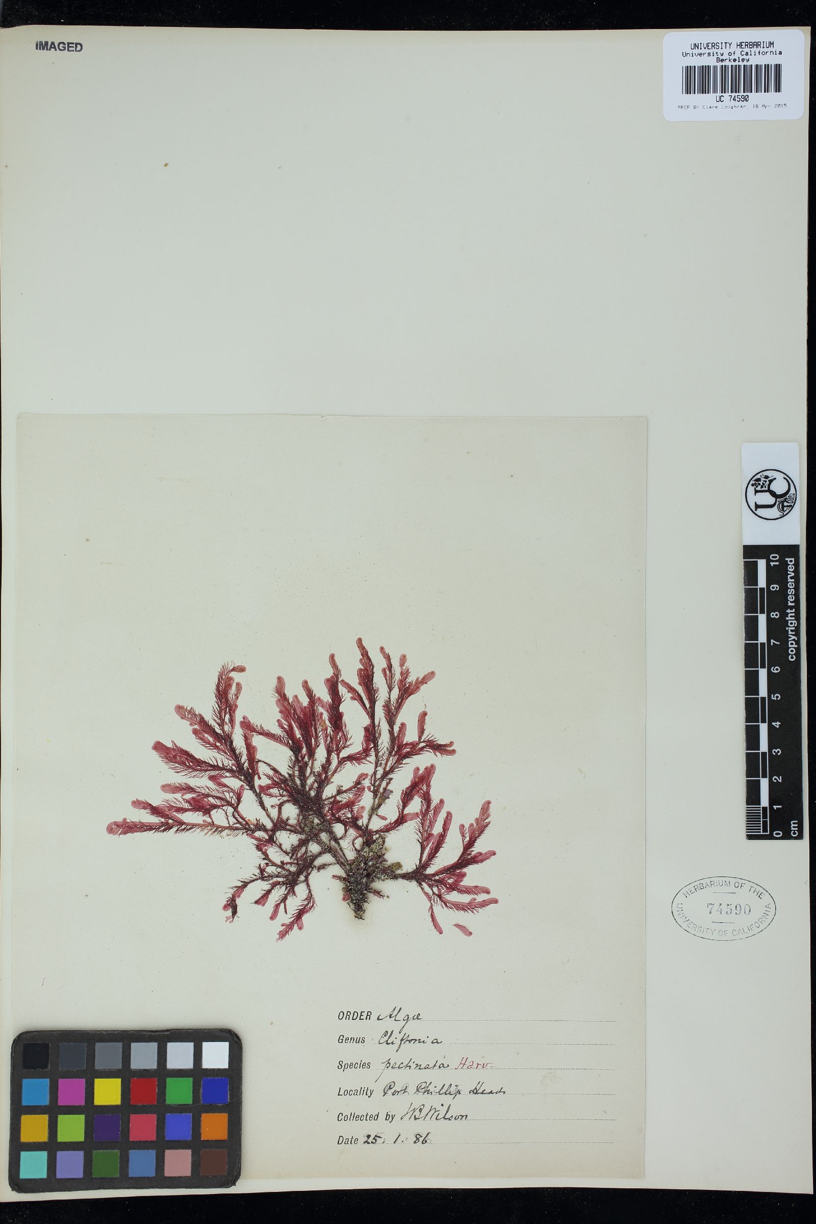 Cliftonaea pectinata image