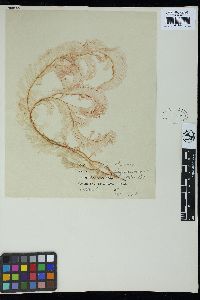 Claudea elegans image