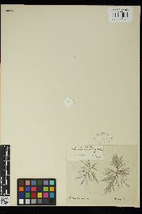 Batrachospermum arcuatum image