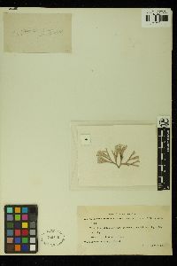 Tricleocarpa fragilis image