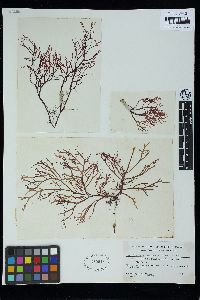 Gracilaria subsecundata image