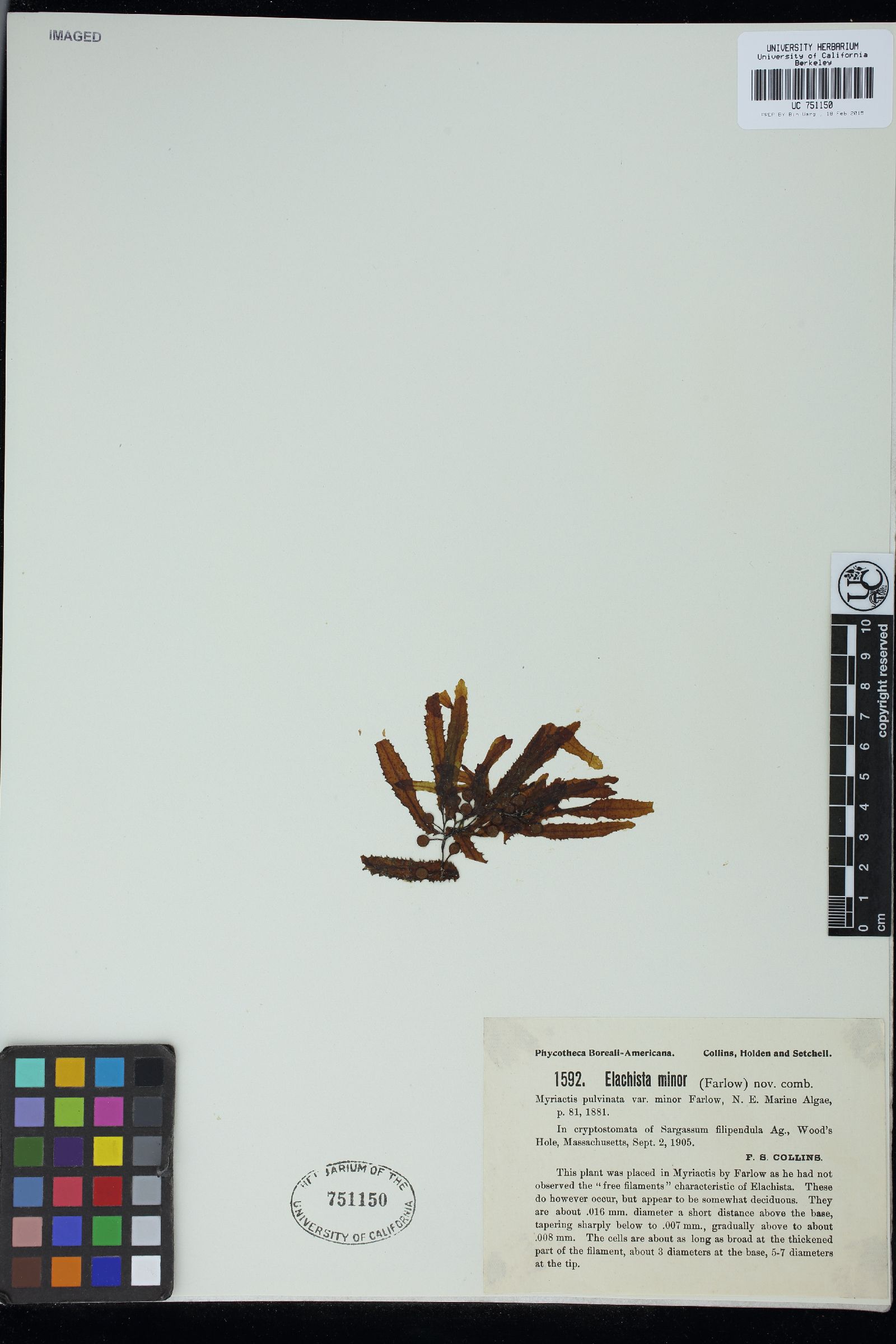 Myriactula minor image