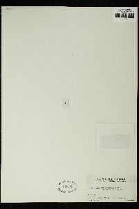 Image of Spirogyra corrugata