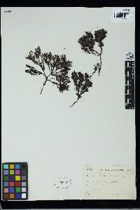 Rytiphlaea tinctoria image