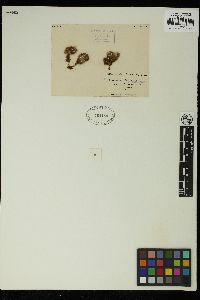Sphacelaria biradiata image