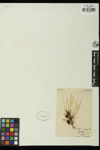 Chaetomorpha coliformis image