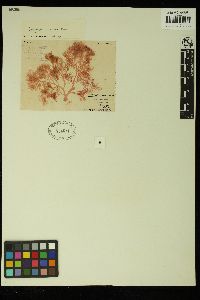 Callophyllis rangiferina image