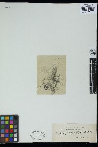 Compsopogon caeruleus image