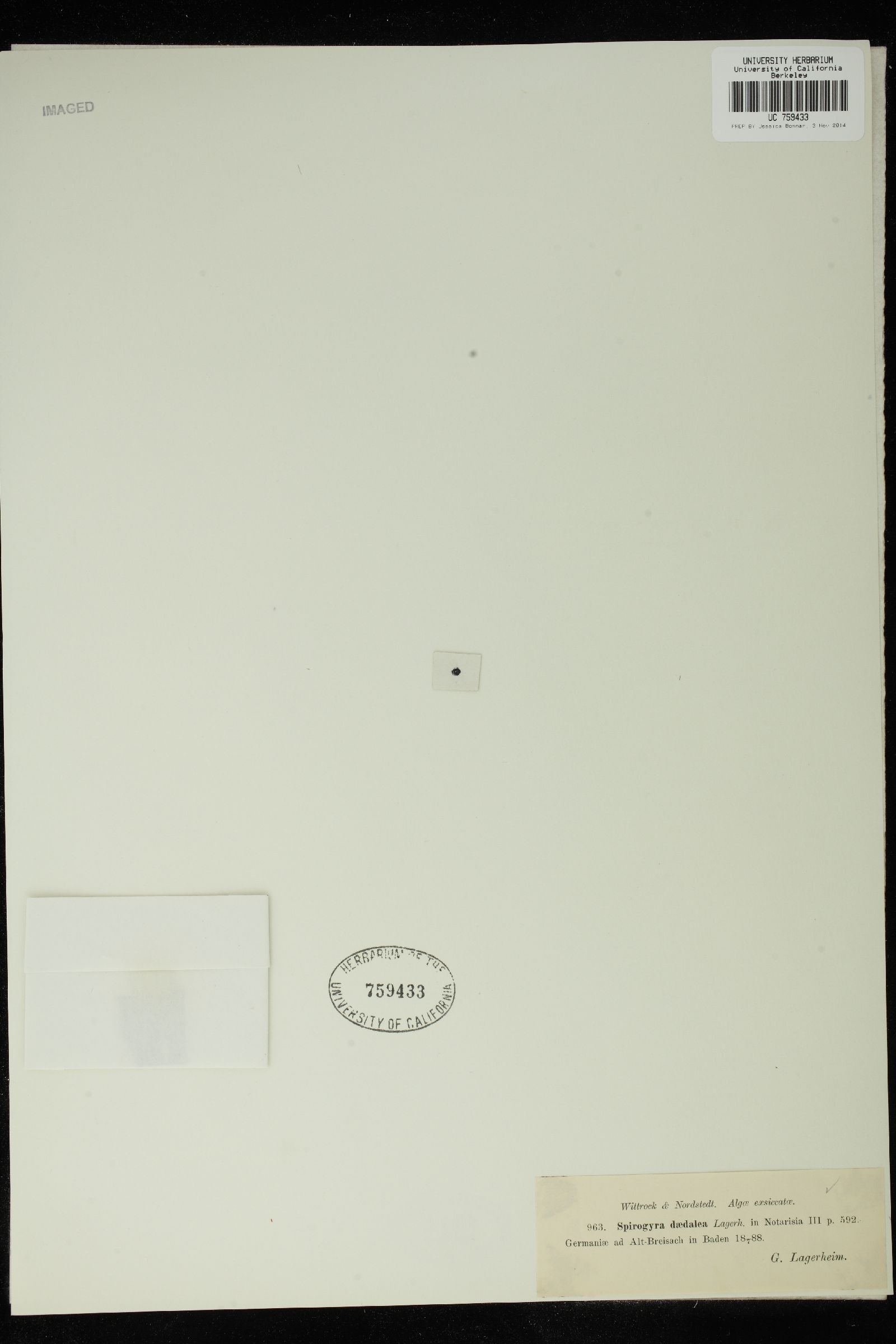 Spirogyra daedalea image